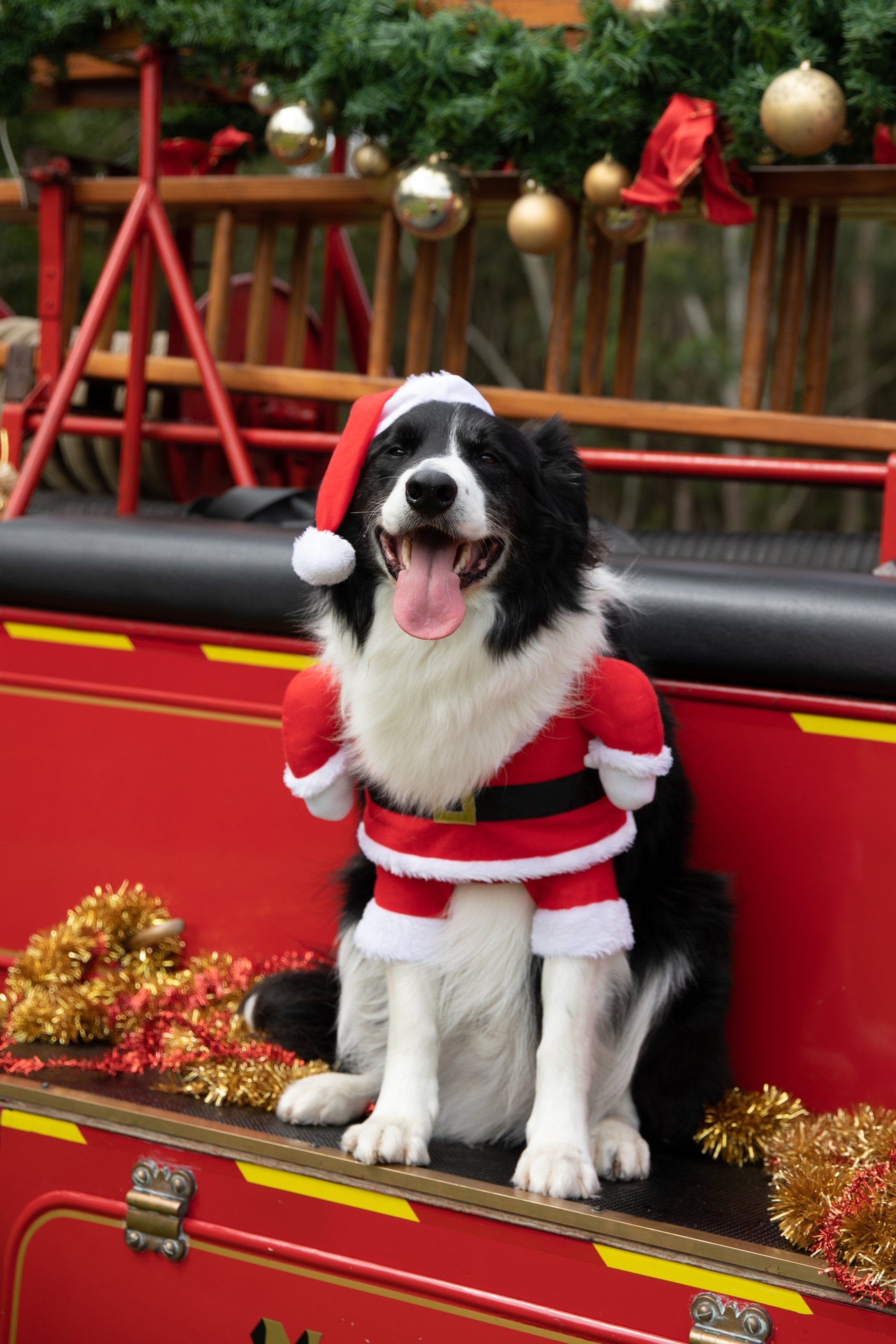 A black and white dog wearing a santa claus outfit