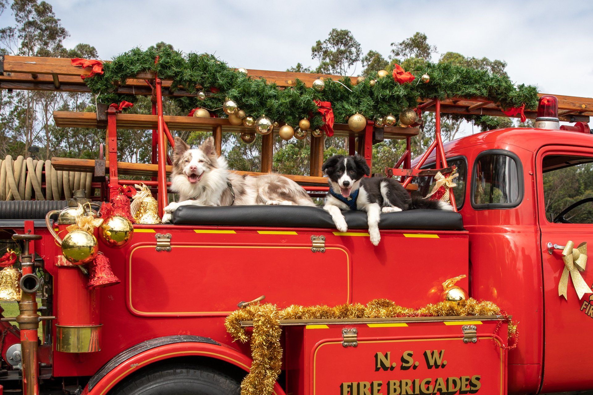 Two dogs are laying on the back of a red fire truck decorated for christmas.