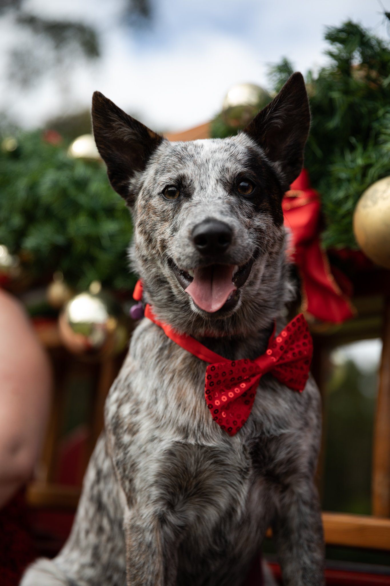 A dog wearing a red bow tie is sitting in front of a christmas tree.