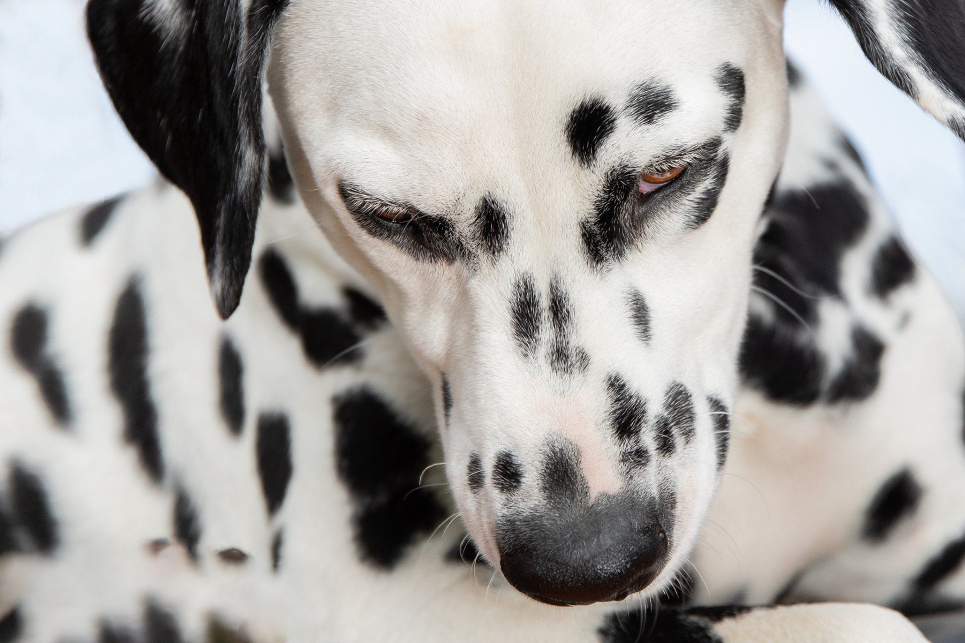 A dalmatian dog laying down with its eyes closed