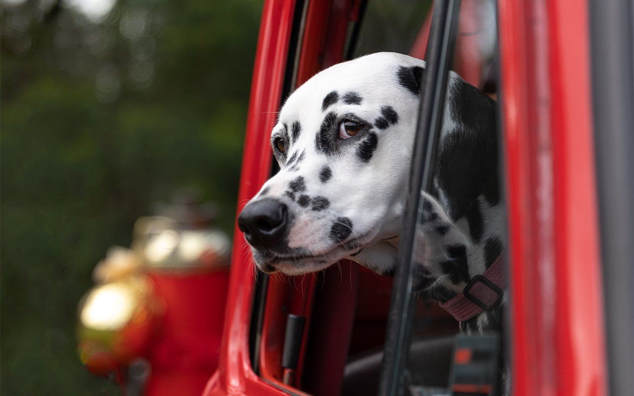 A dalmatian dog is sticking its head out of a red car window.