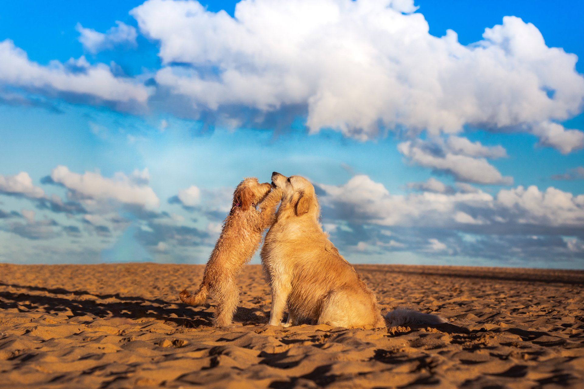 Two dogs are kissing each other on the beach.