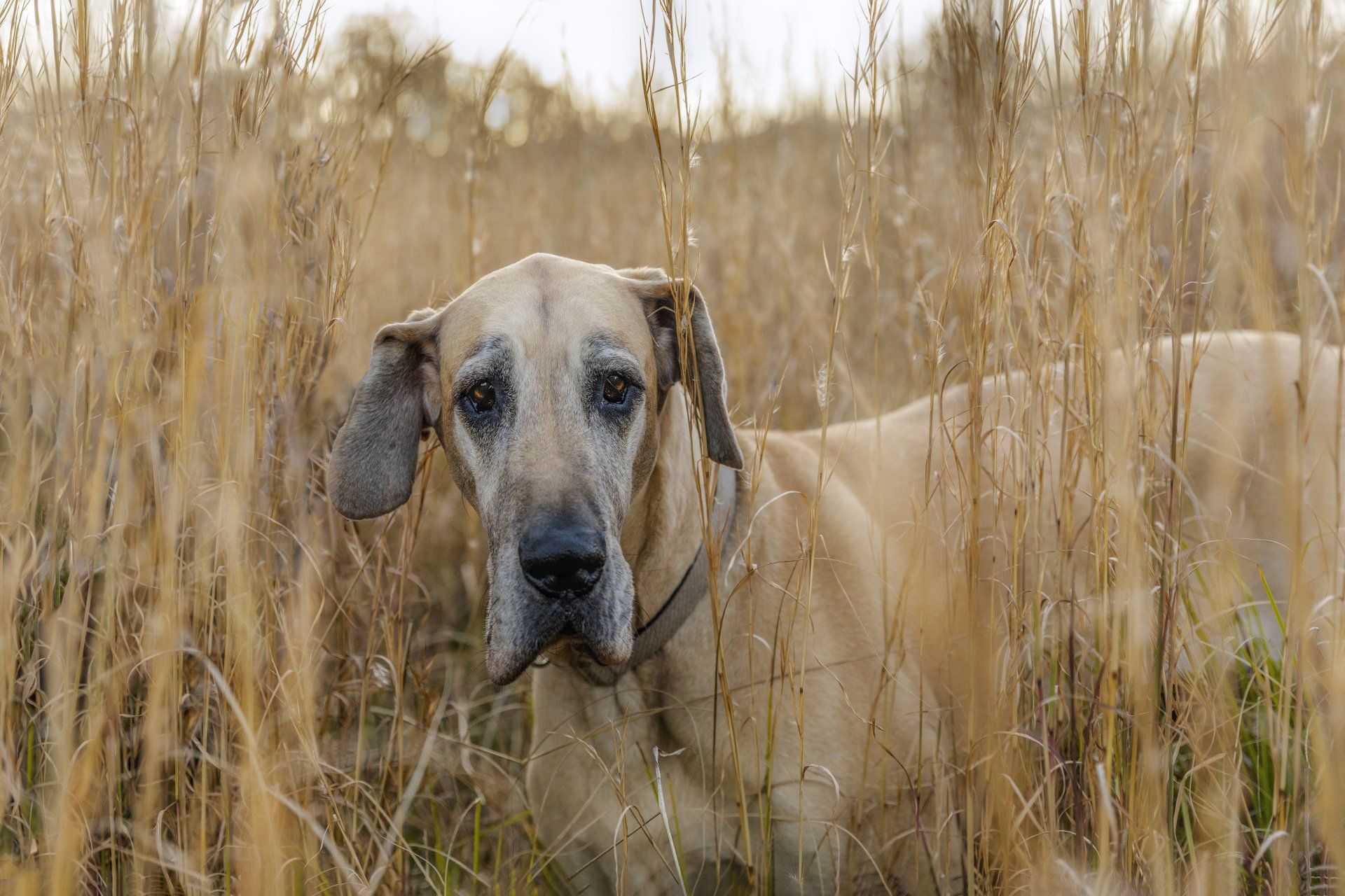A dog is standing in a field of tall grass.