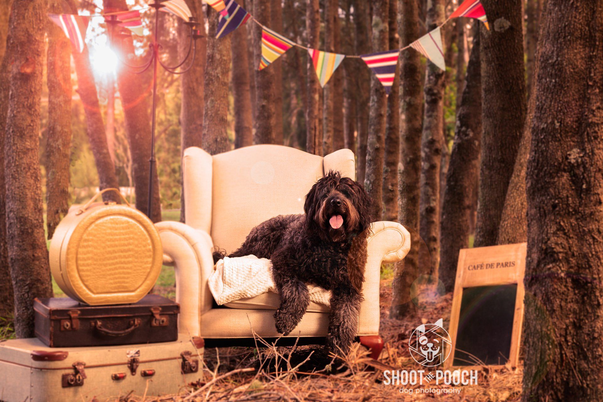 A dog is sitting in a chair in the woods.