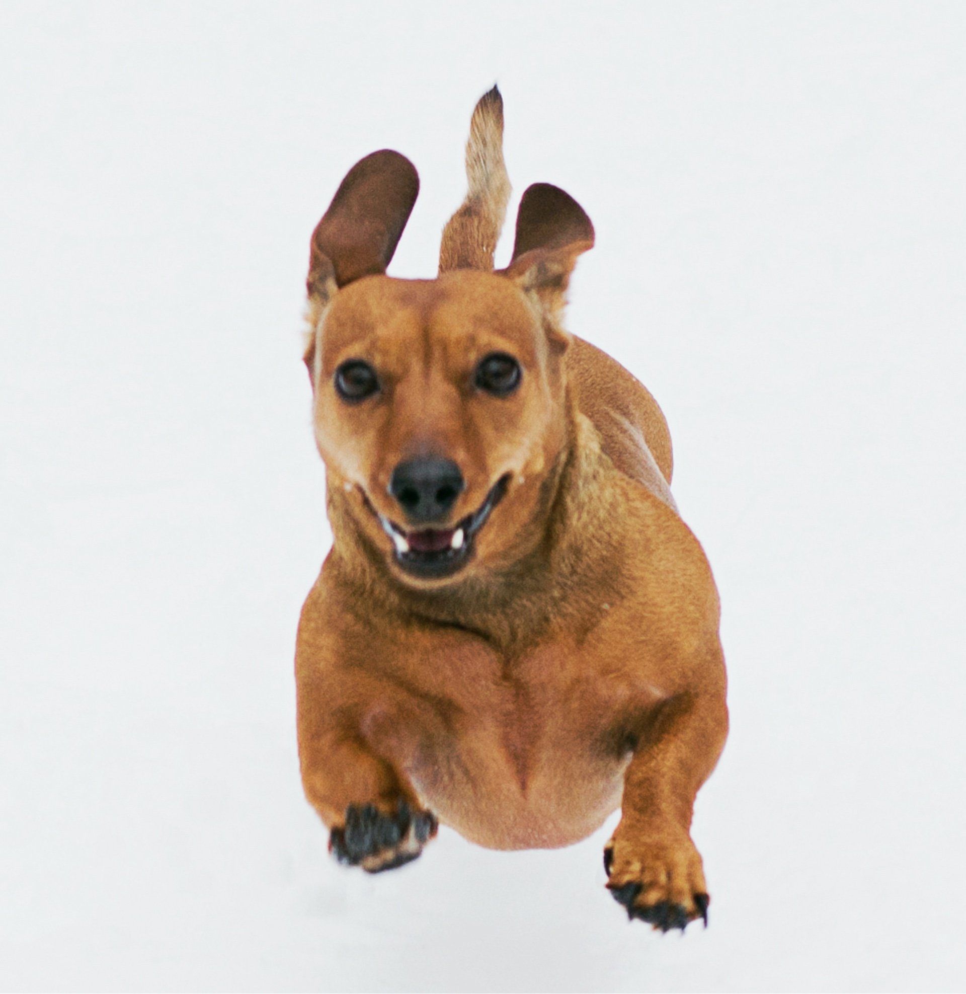 A brown dog is jumping in the air with its ears up