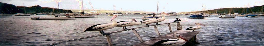 The Pelicans Pier, author's peaceful harbor.