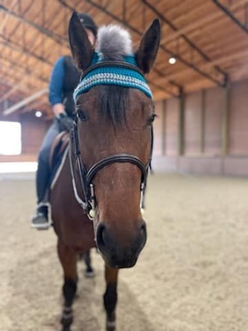 Kimber's competing horse wearing a hat