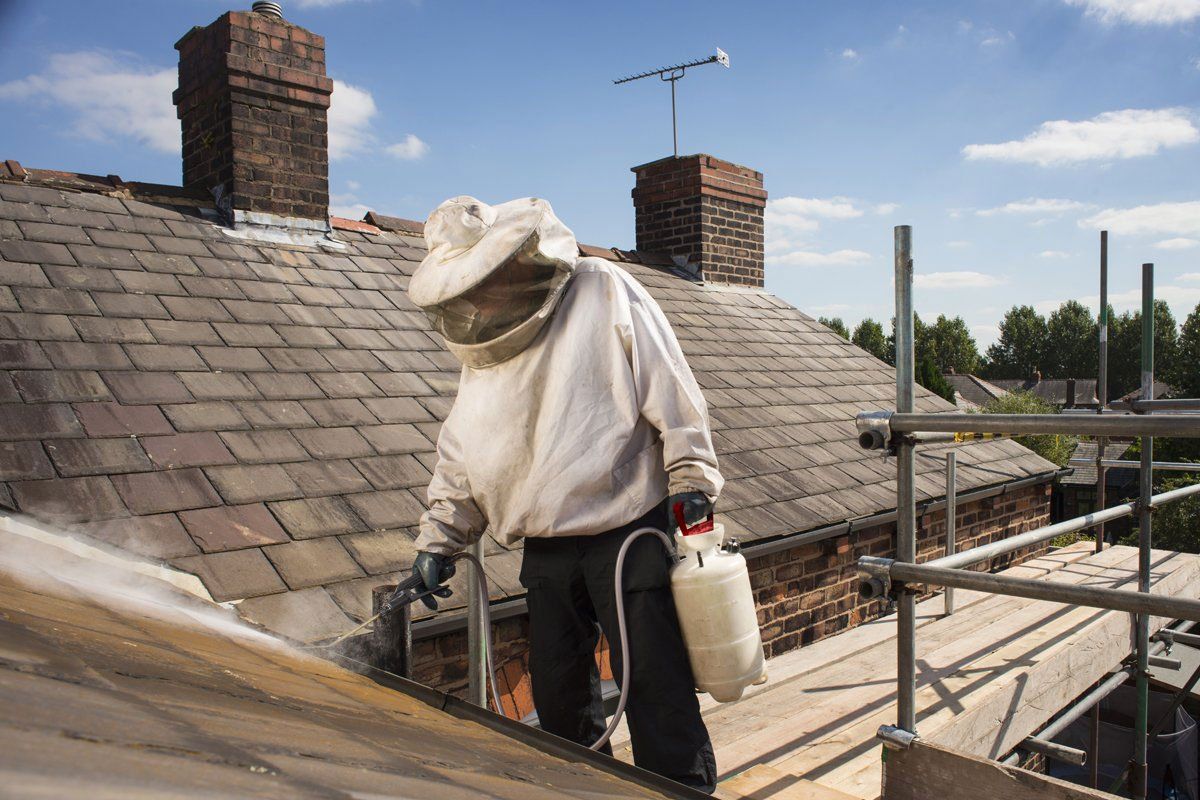 Derattizzazione e disinfestazione