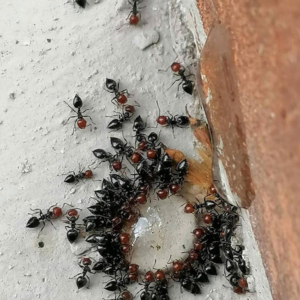 disinfestazione contro formiche