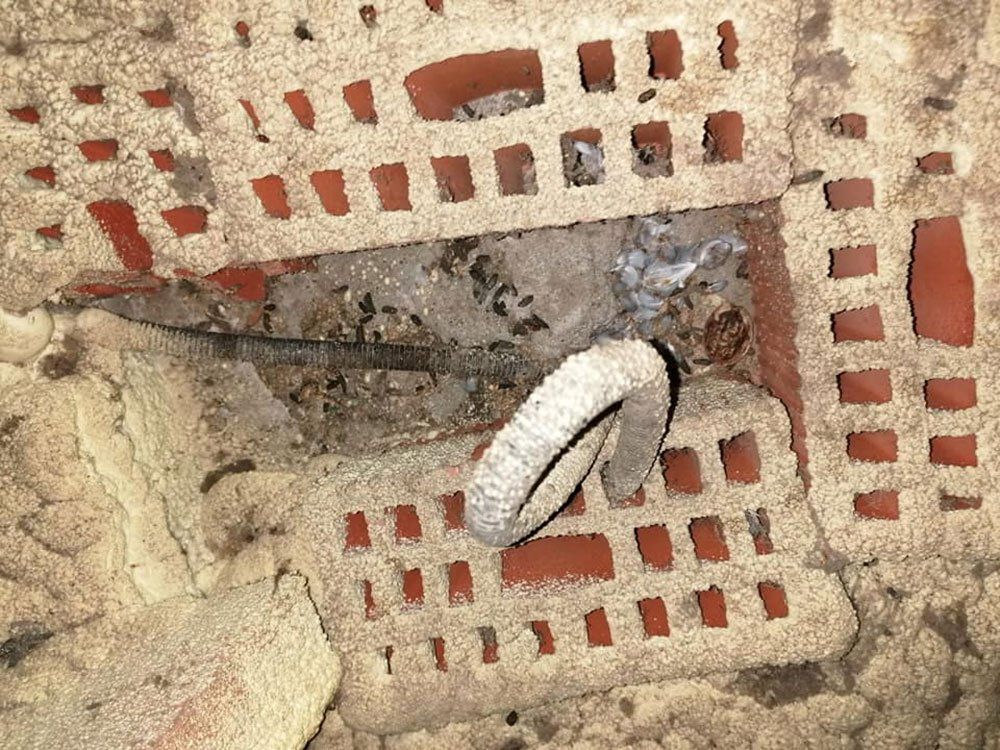 trattamento disinfestante