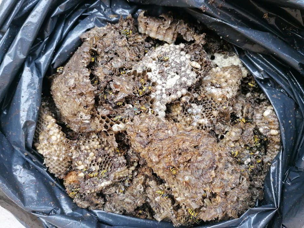 disinfestazione contro api