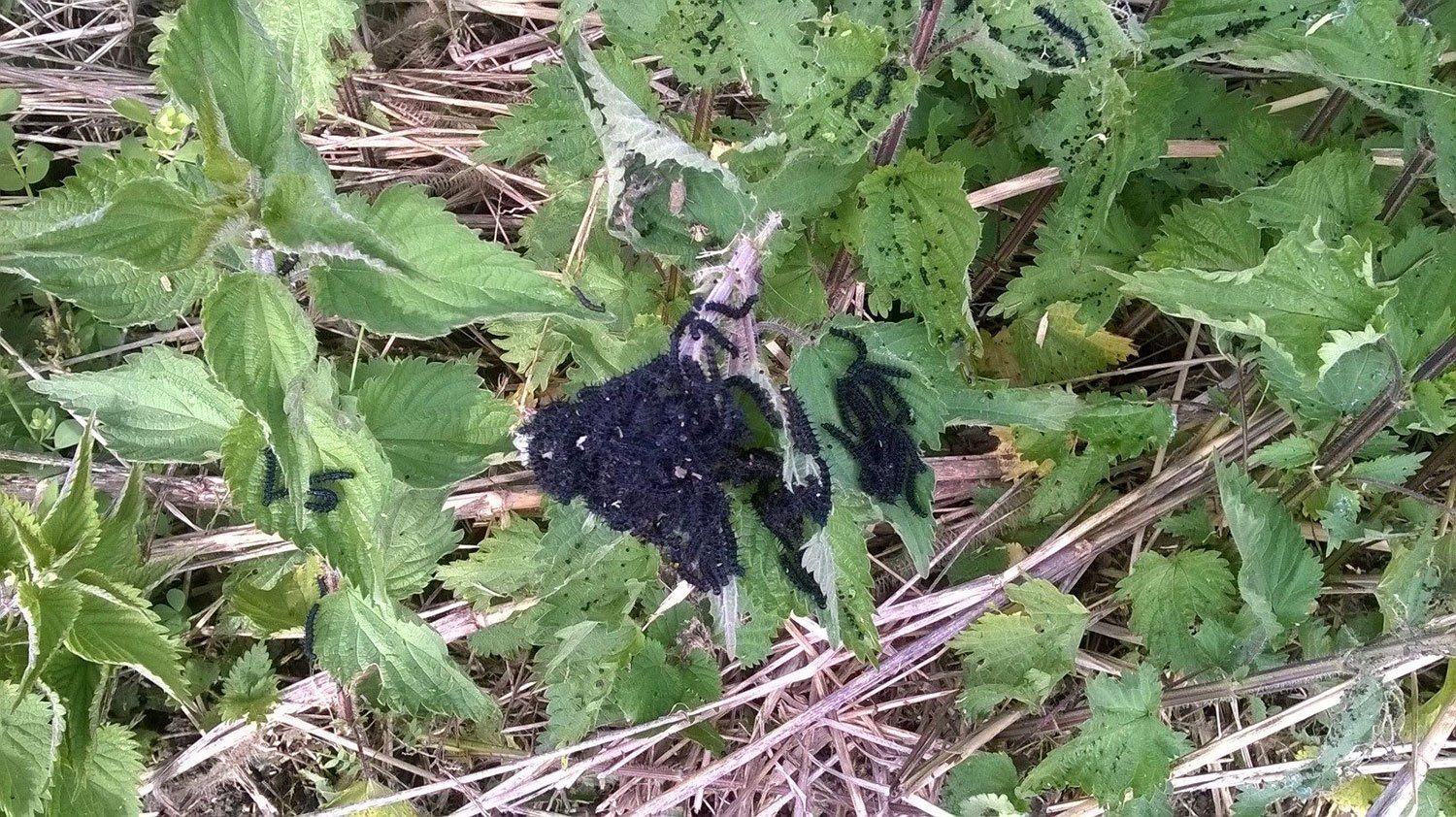 trattamento contro infestanti