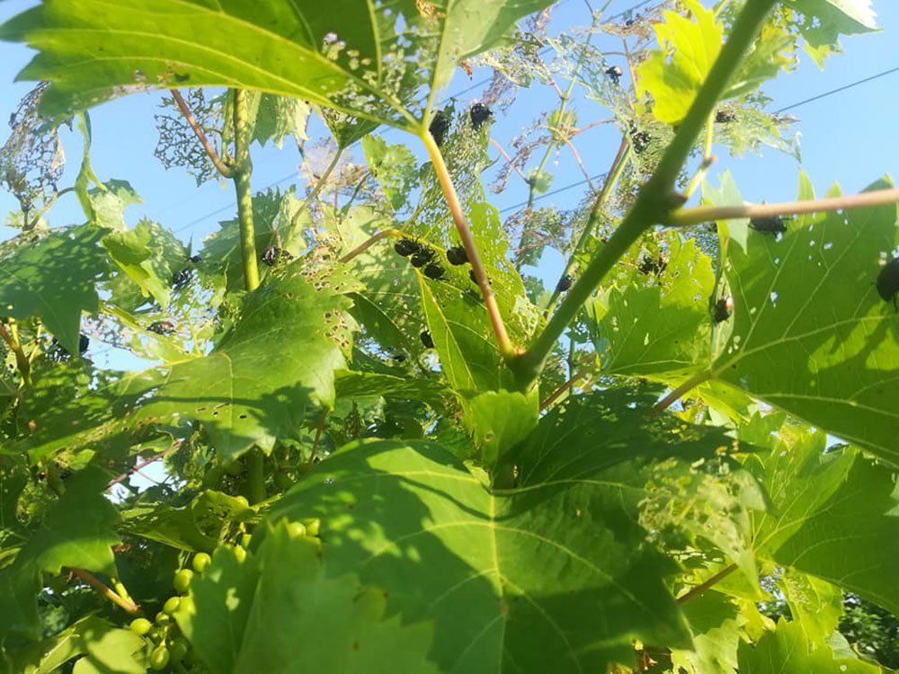 trattamento contro parassiti infestanti