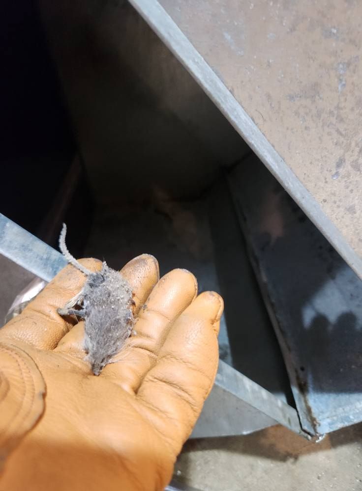 A person wearing gloves is holding a piece of dust in their hand.