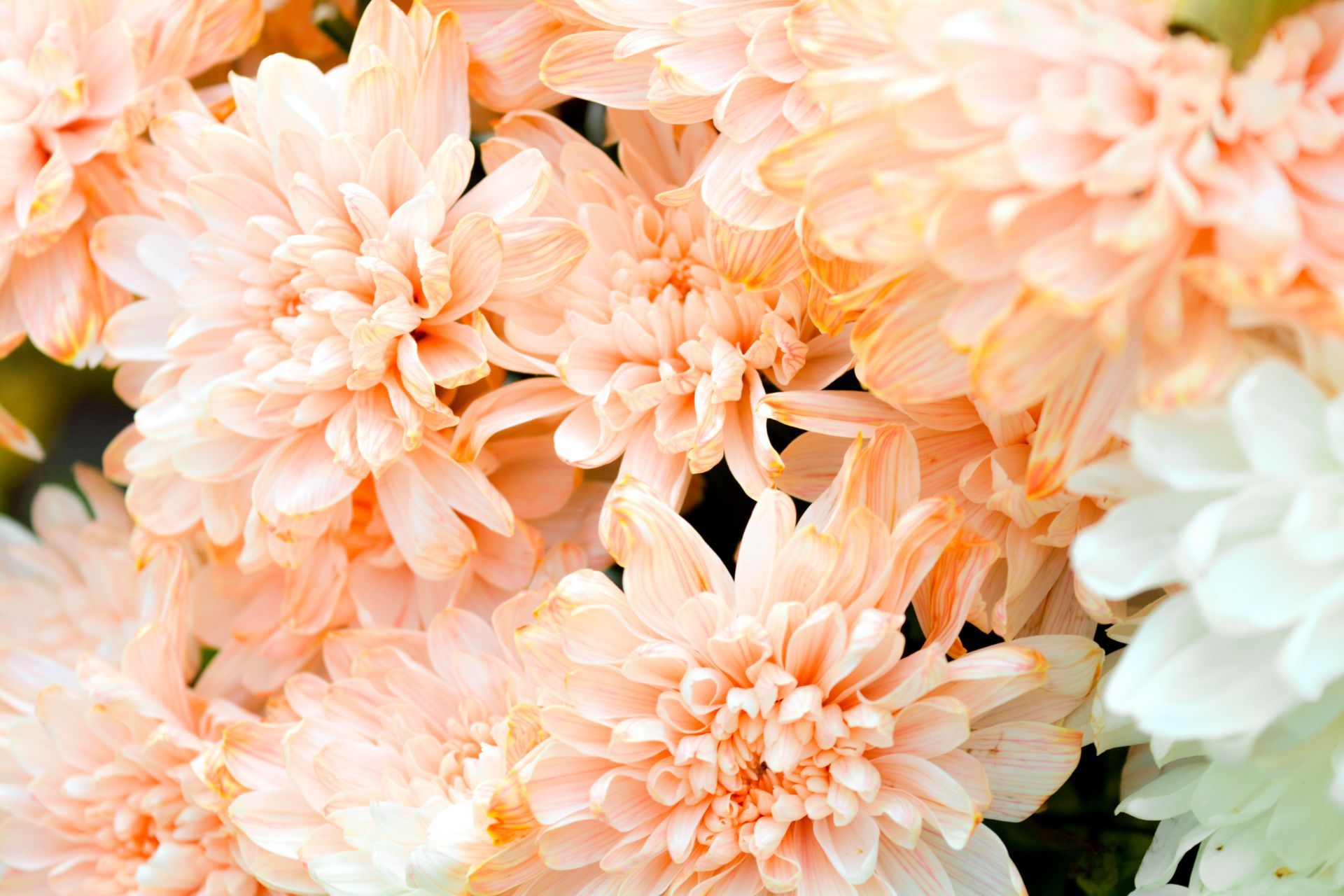 AGENZIA FUNEBRE LA MERIDIANA