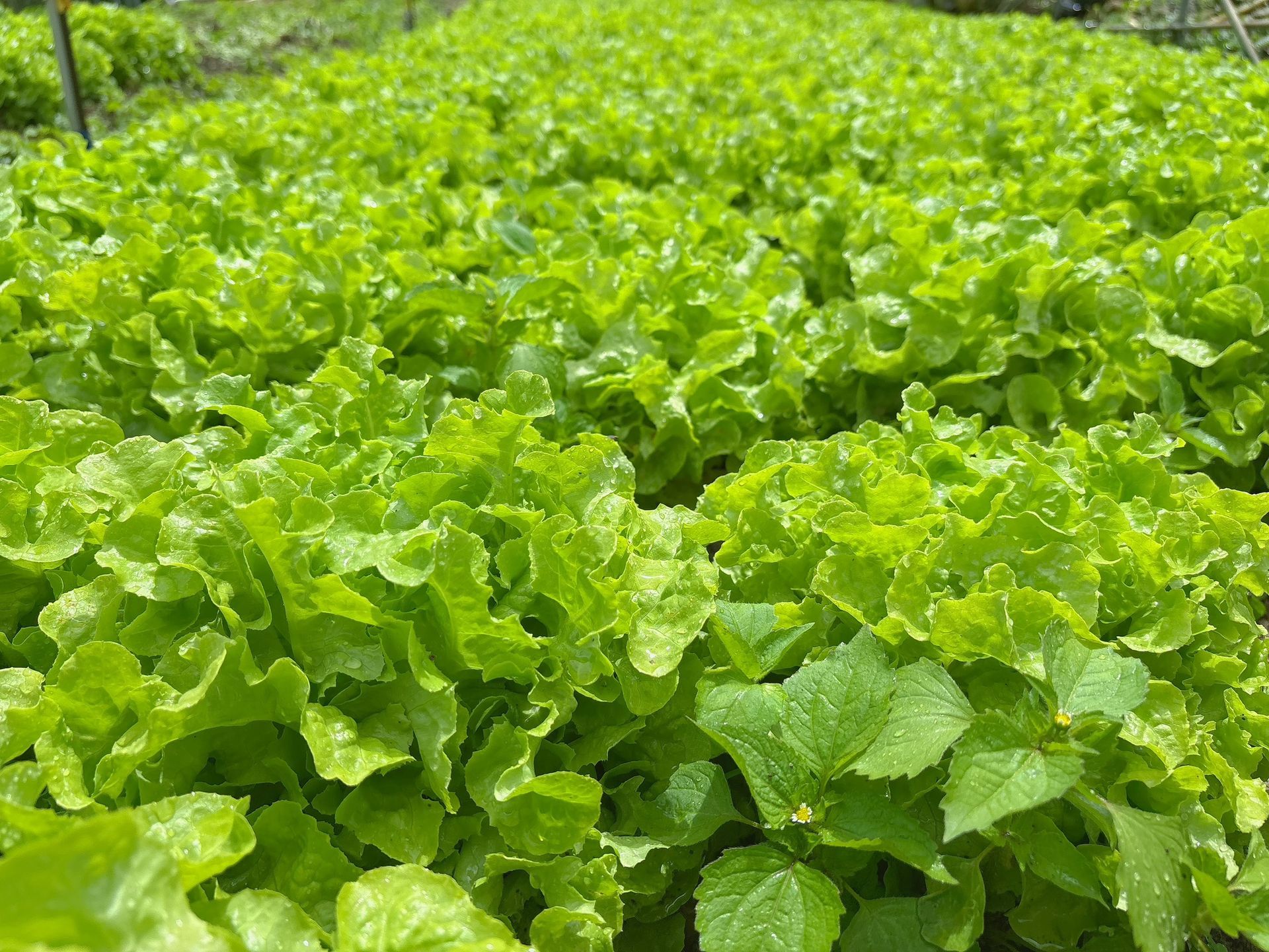 歐式生菜組-長期配送