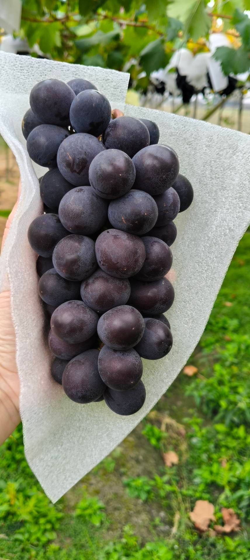 【小農精品】高級巨峰葡萄禮盒5台斤(約5-6房)