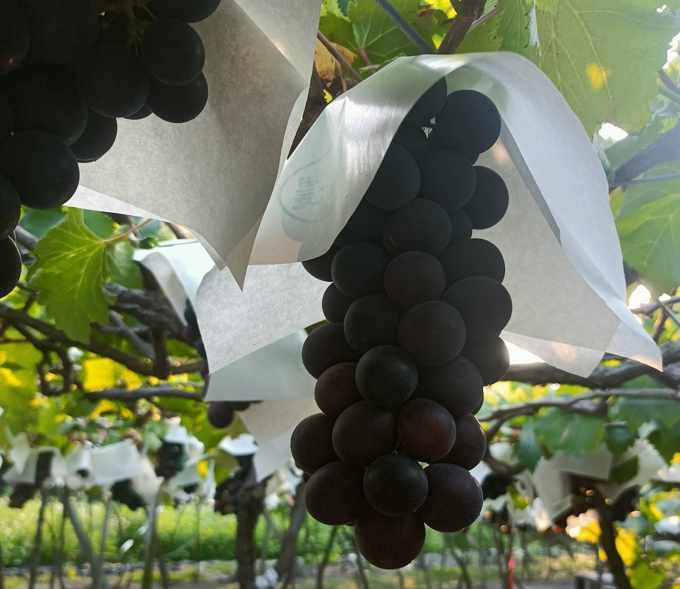 【小農精品】高級巨峰葡萄禮盒5台斤(約5-6房)