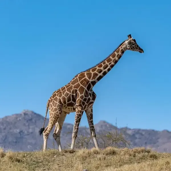 PALM DESERT