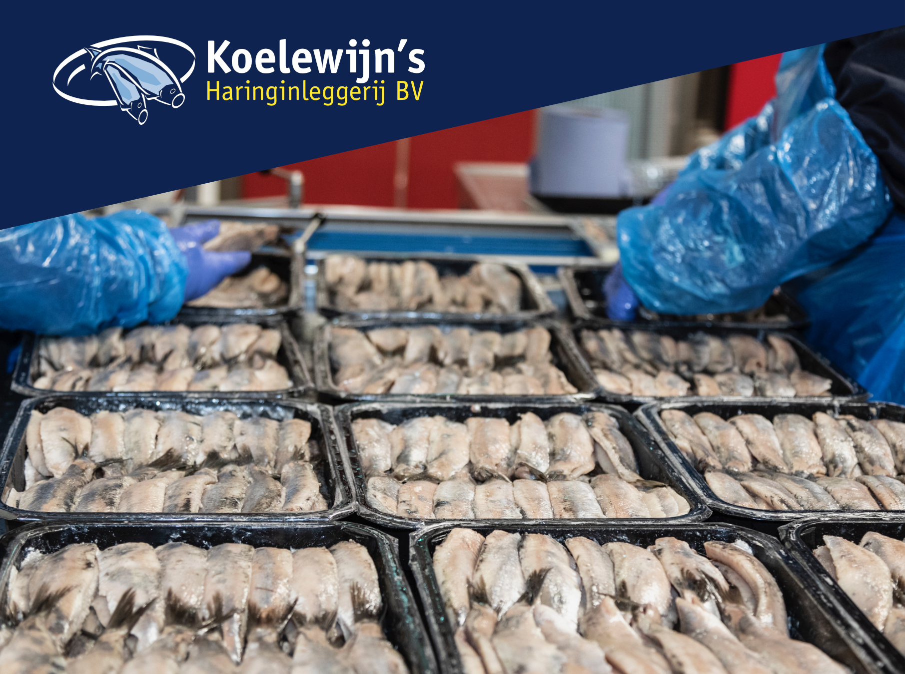 Verse Hollandse Haring in verpakkingen. klaar voor restaurants, visspecialisten en visdetaillisten.
