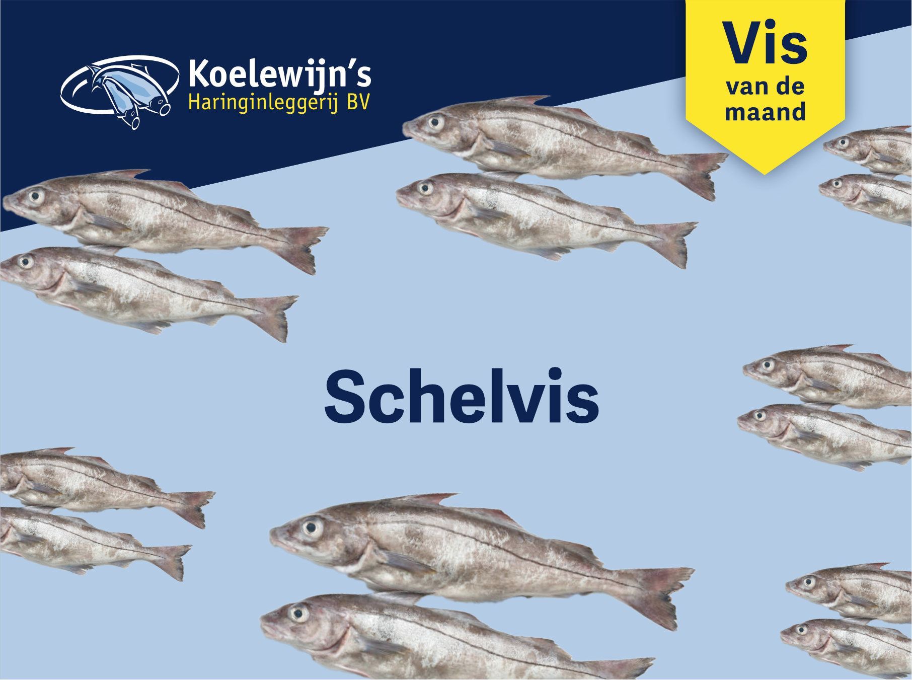 Verse schelvis – milde witvis met zachte smaak en rijke bron van omega-3, vis van de maand september