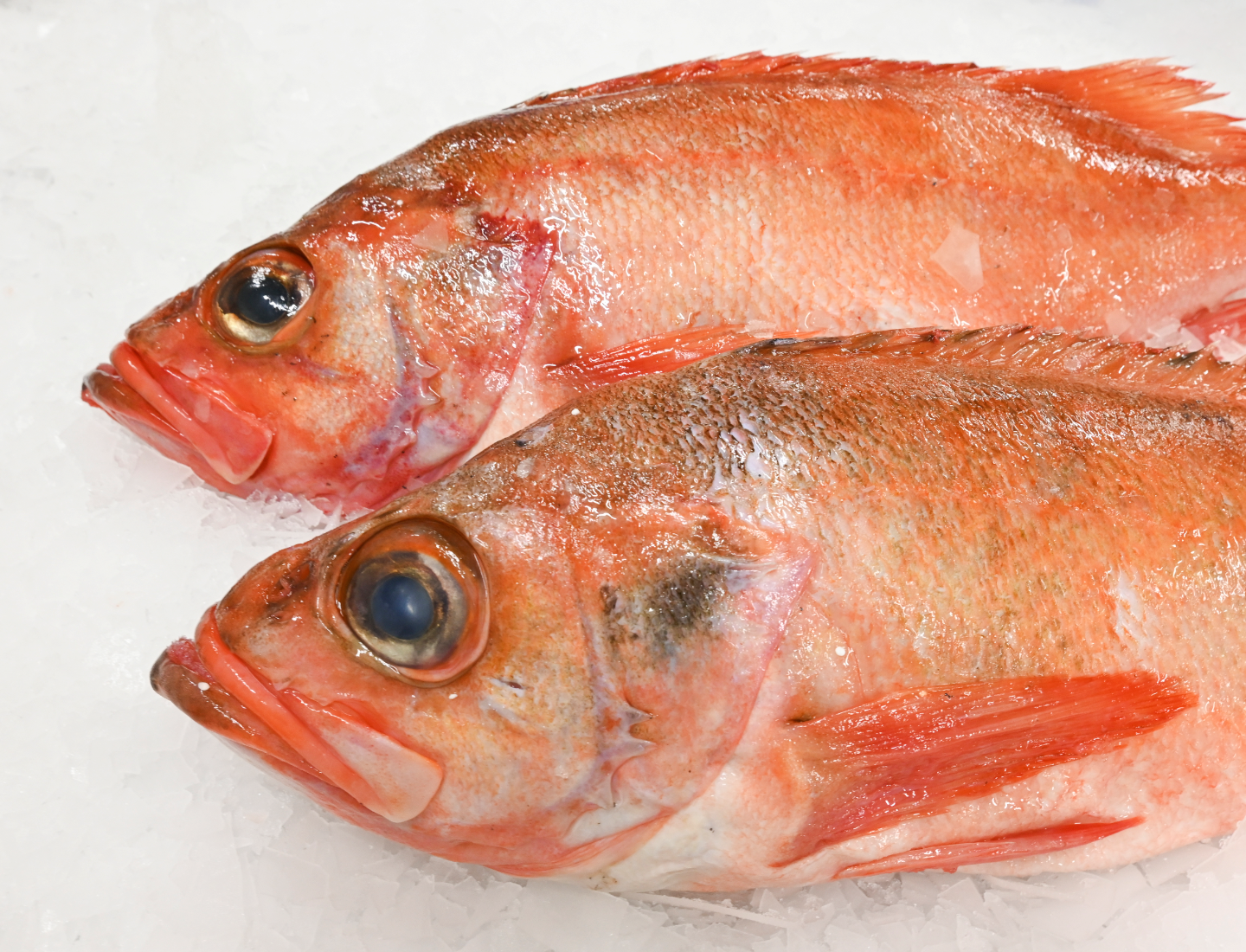 Roodbaars Roodbaars heel en roodbaarsfilet inkopen bij Koelewijn's Haringinleggerij visspecialist