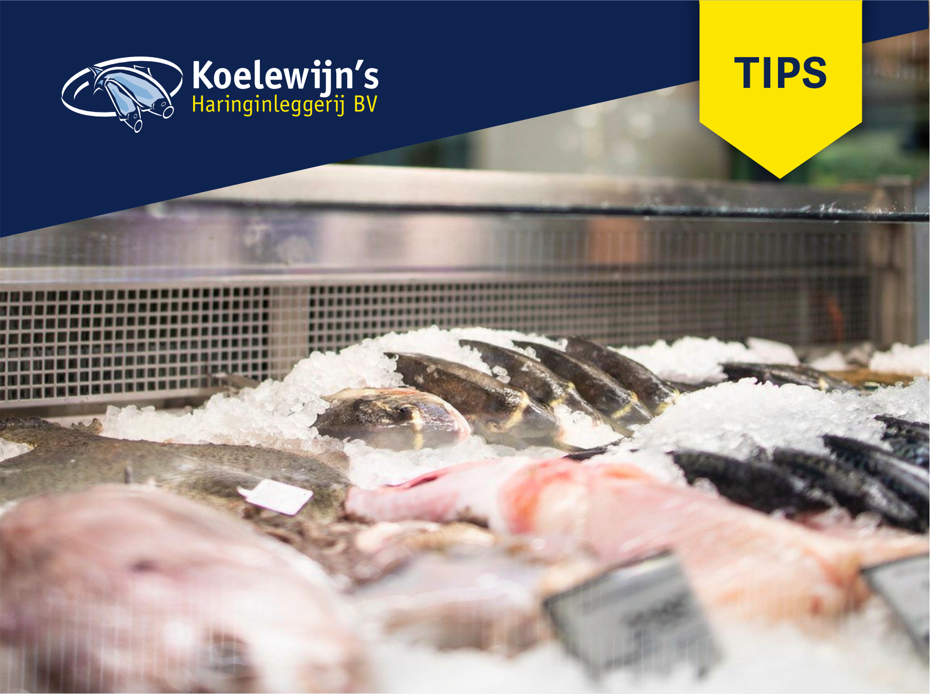 Opslag- en vershoudtips voor visprofessionals | Koelewijn's Haringinleggerij