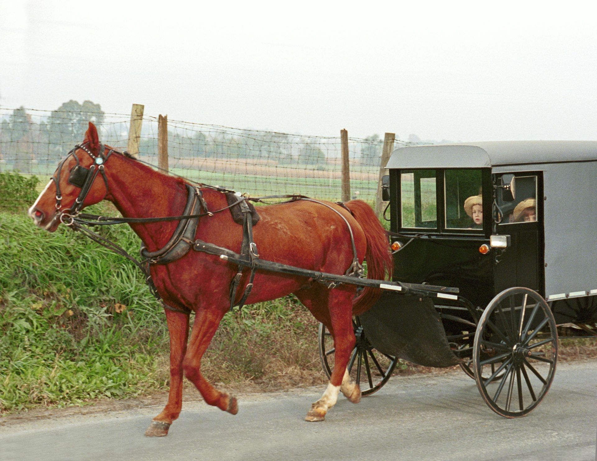 Red horse pulling a black carriage along a rural road beside a grassy field