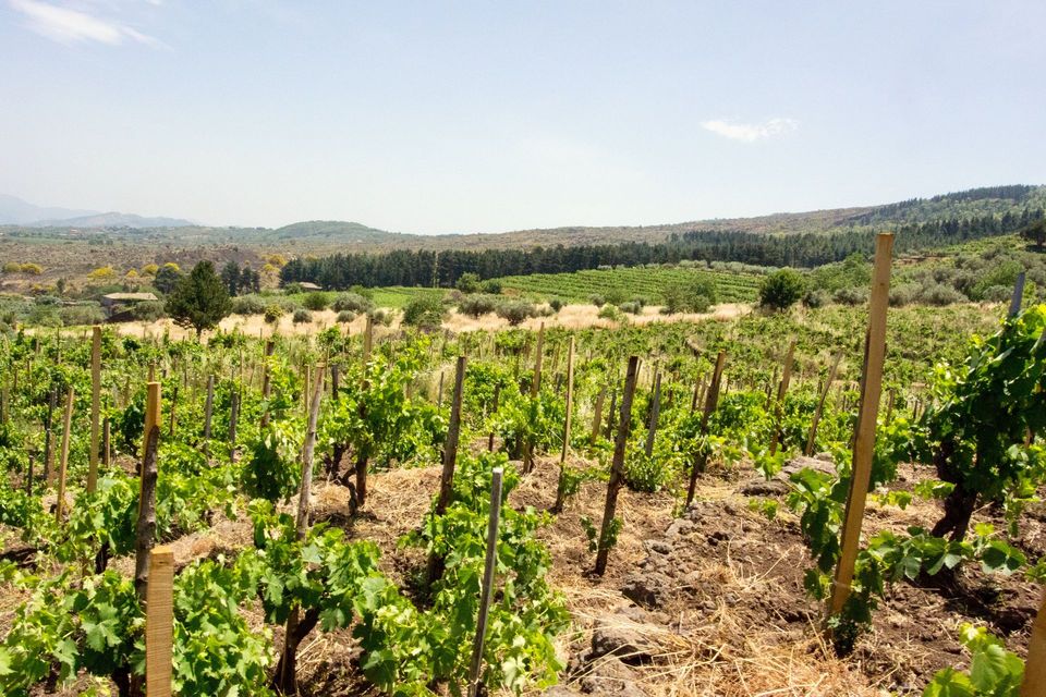 Vigneto con viti verdi che crescono su pali di legno, sullo sfondo dolci colline sotto un cielo azzurro.