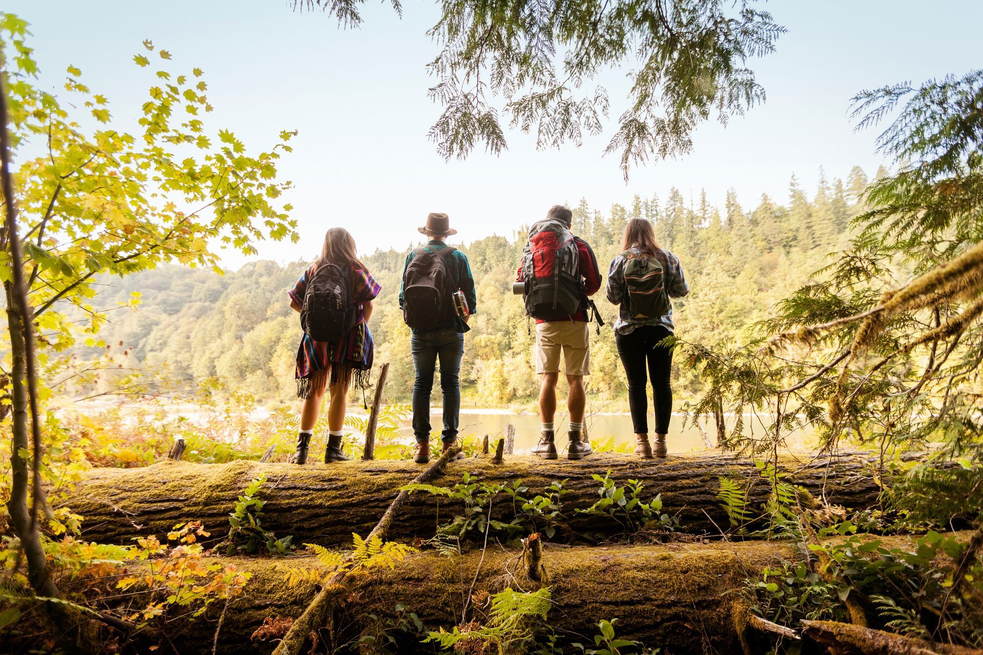 Four hikers standing on a fallen log in a forest, overlooking a sunny landscape.
