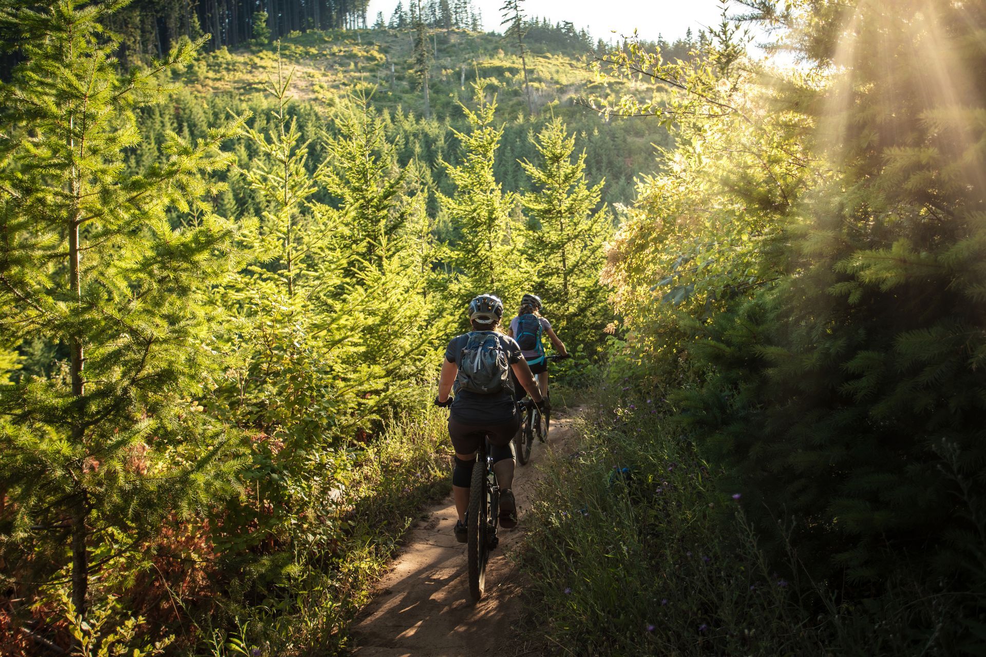 Two cyclists riding mountain bikes on a sunlit forest trail, surrounded by tall green trees.