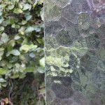 A close up of a plant next to a glass window.