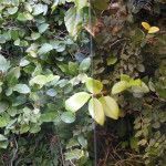 A close up of a plant with green leaves and yellow leaves.