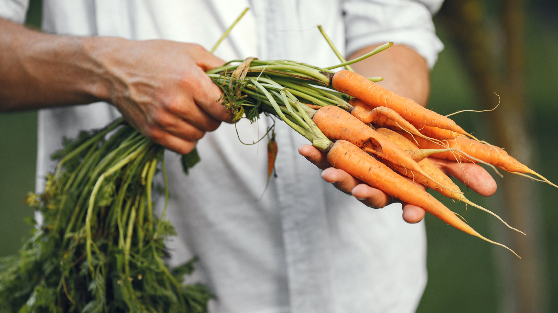 Uma pessoa está segurando um monte de cenouras nas mãos.