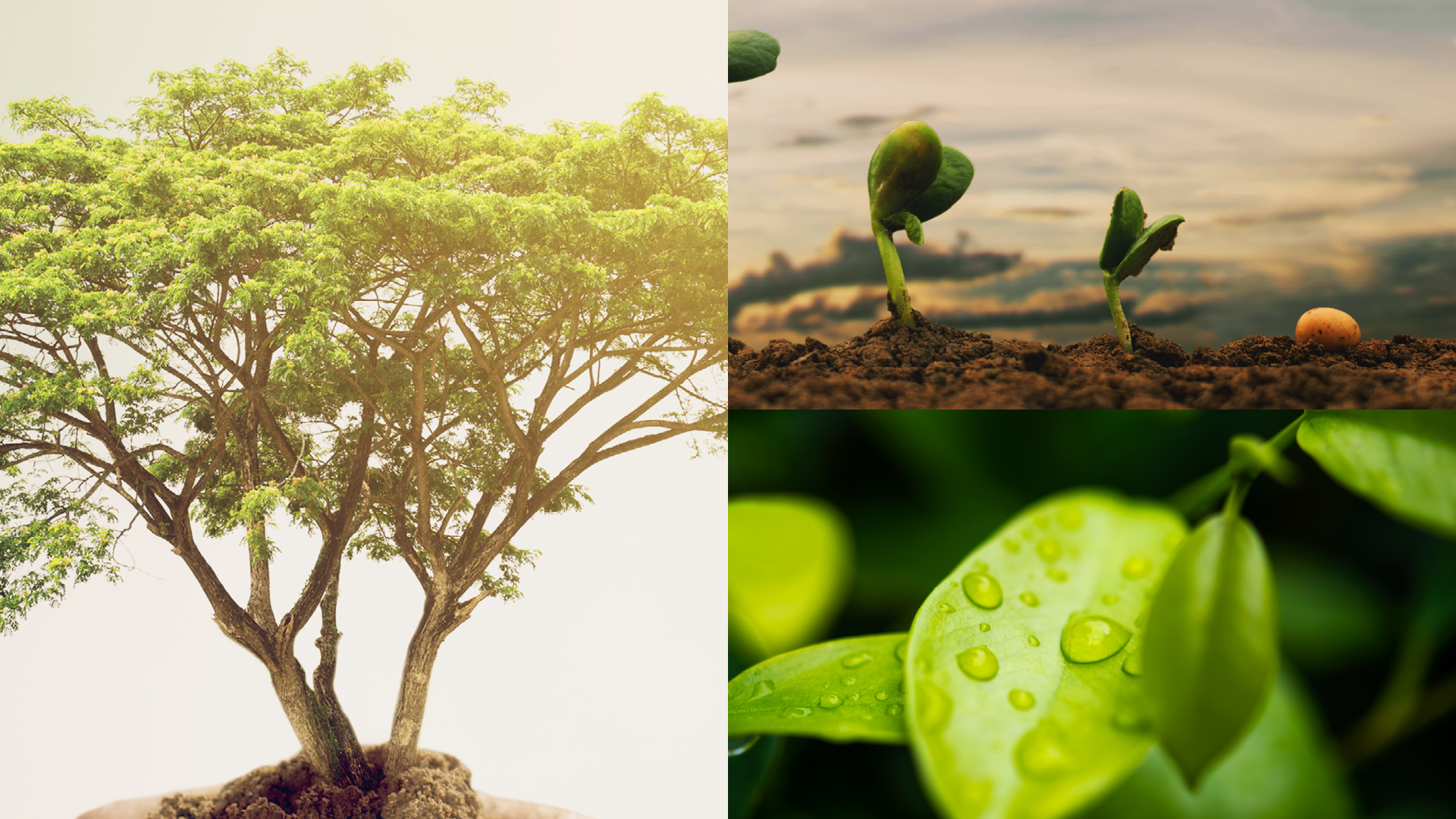 Uma árvore está crescendo do chão e uma planta está crescendo do chão.