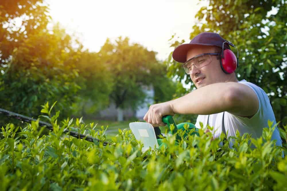 A Man Wearing Headphones And Glasses Is Cutting A Hedge With A Hedge Trimmer — Limburg Lawn & Property Maintenance In Hyde Park, QLD