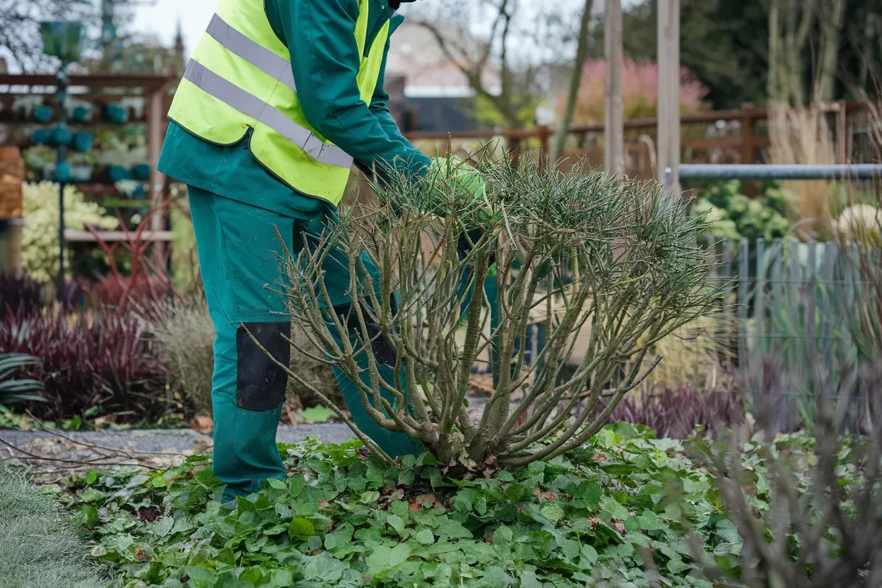 A man in a yellow vest is cutting a bush in a garden.