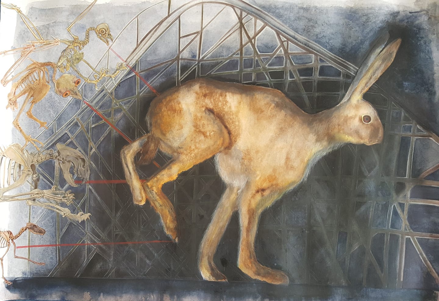 Hare, haas, Hellen Abma, art, drawing, tekeningen, hedendaagse kunst