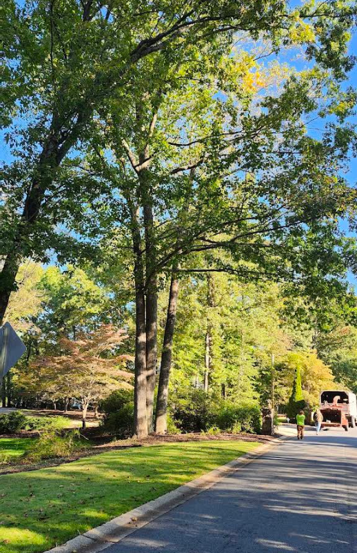 Tall tree shades a street; worker near a garbage truck. Sunny day with blue sky and green trees.