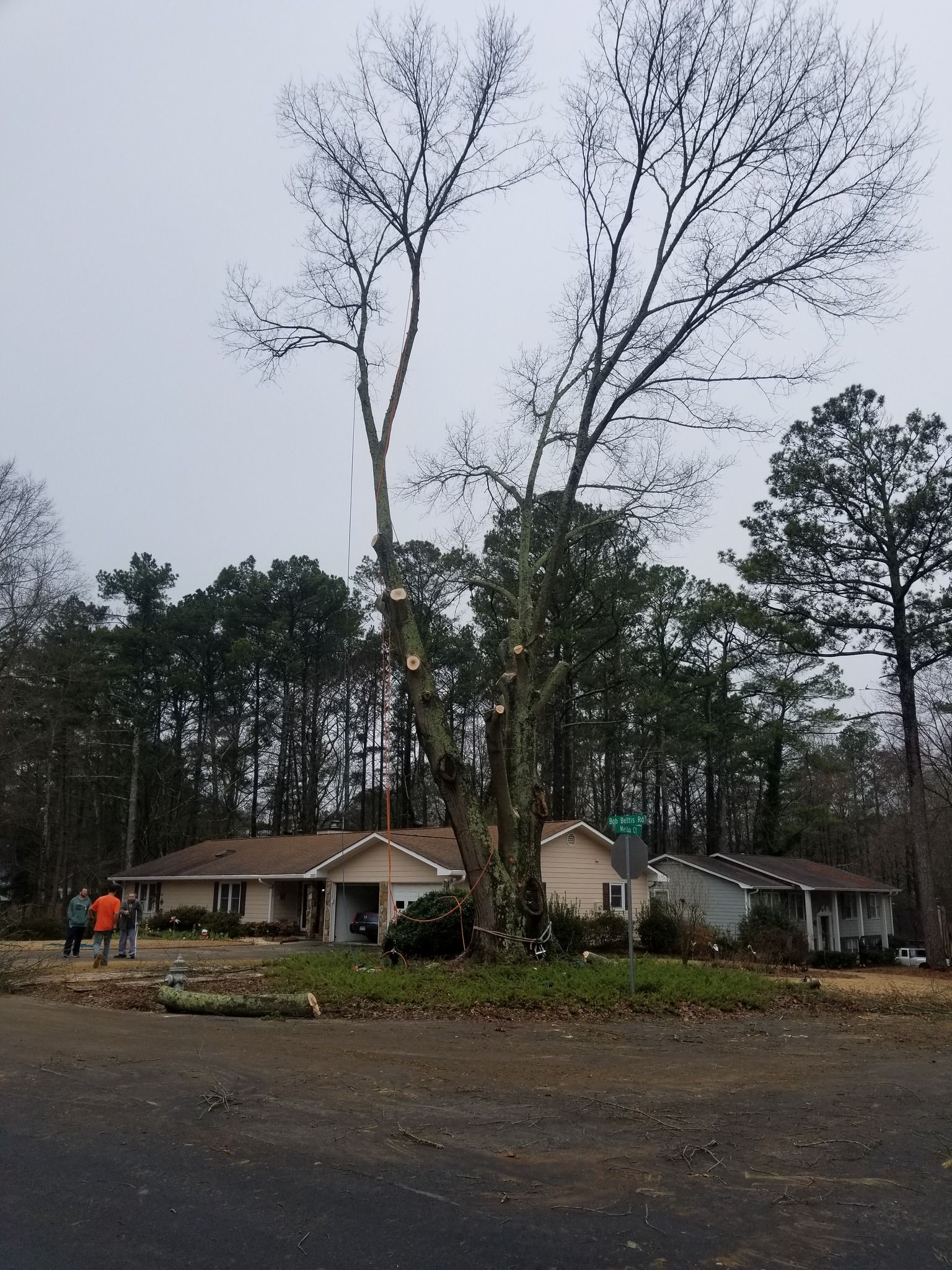 Tree being trimmed near a house; workers in orange vests, cloudy day.