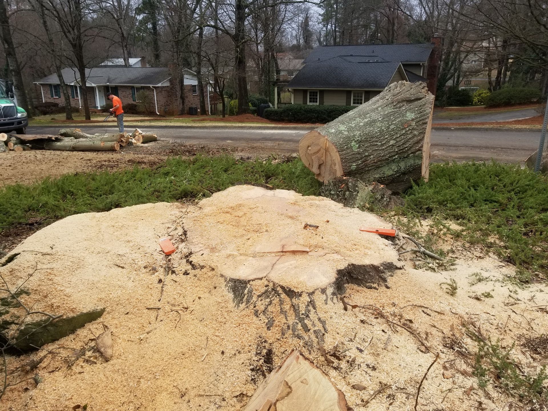Pile of sawdust and cut tree trunk on the grass near the road. A person is working in the background.