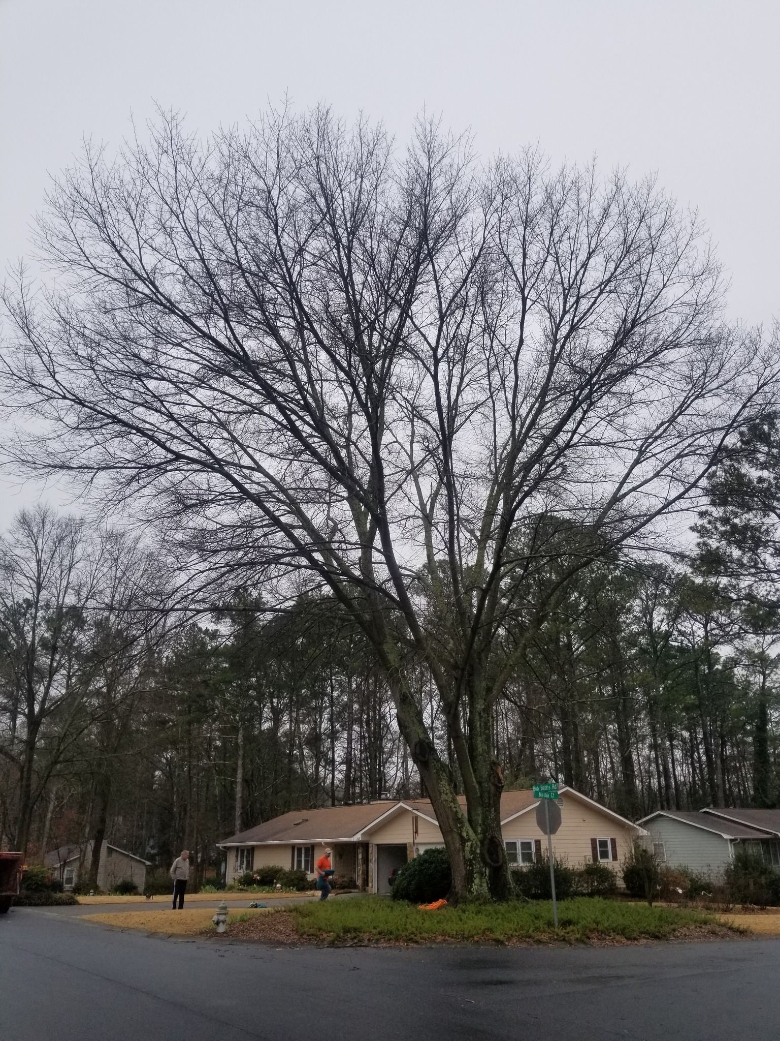 Bare tree in front of a house, on a corner lot. Overcast sky. A person walks on the sidewalk.