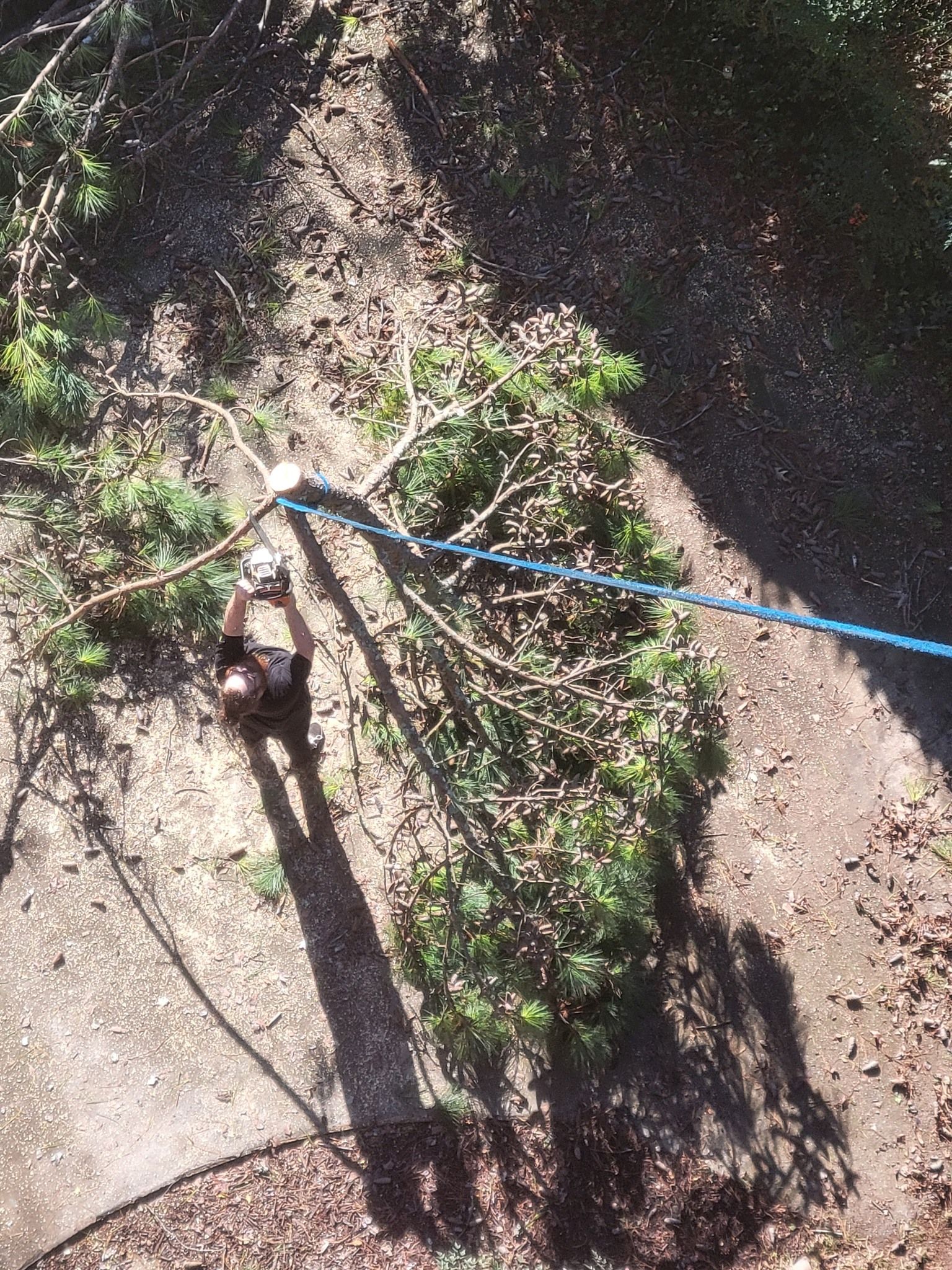 Person trimming tree branches, using rope and pulley system. Over-head view.