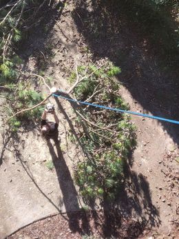 Person cutting tree branch, attached to blue rope and pulley system, outdoors.