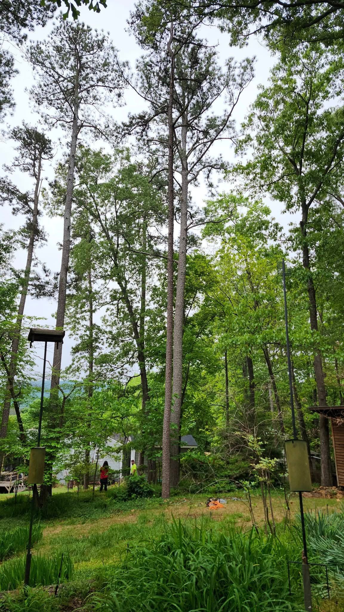 Tall trees dominate a green forest. A person stands in the distance. Bird feeders are in the foreground.