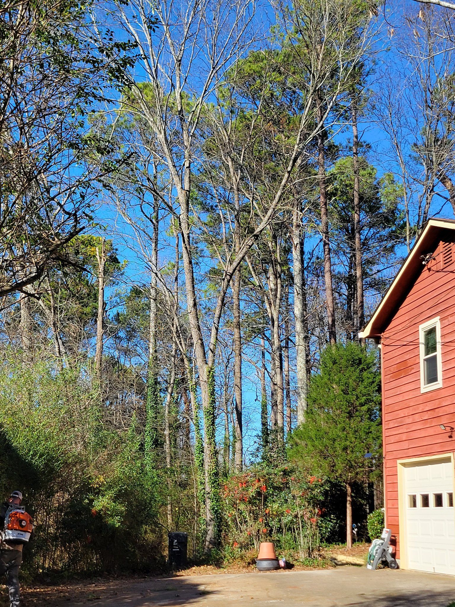 Tall trees behind a red building with a white garage door, under a blue sky.
