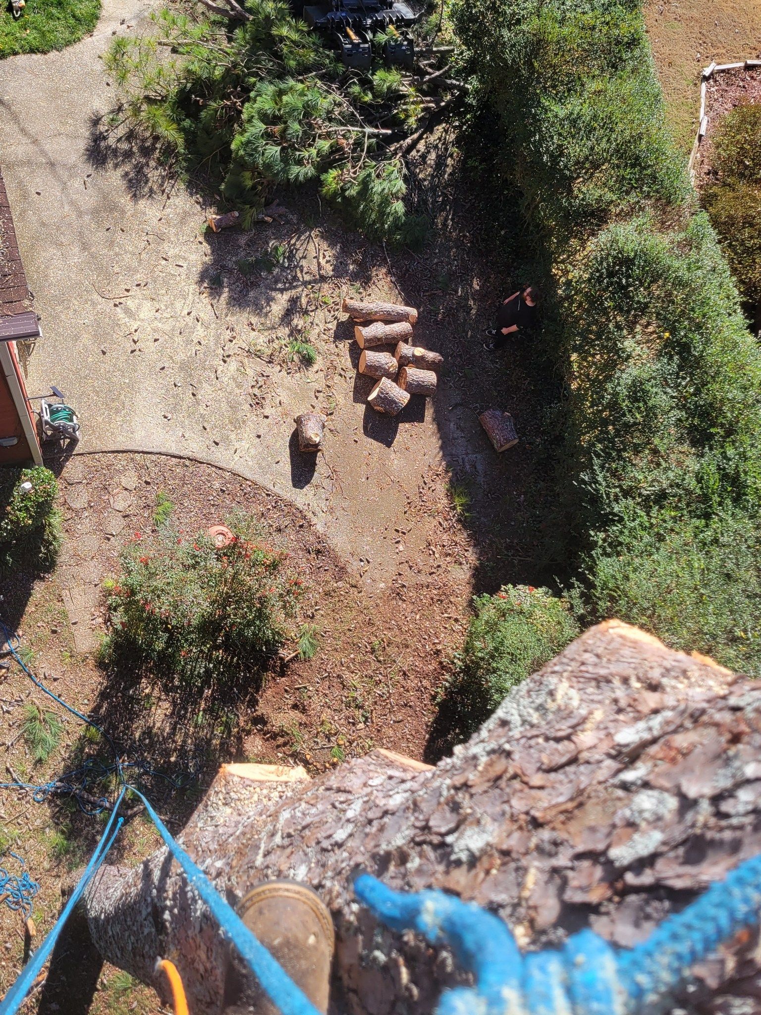 Overhead view of a tree trunk with blue rope, looking down at a yard with cut logs and greenery.