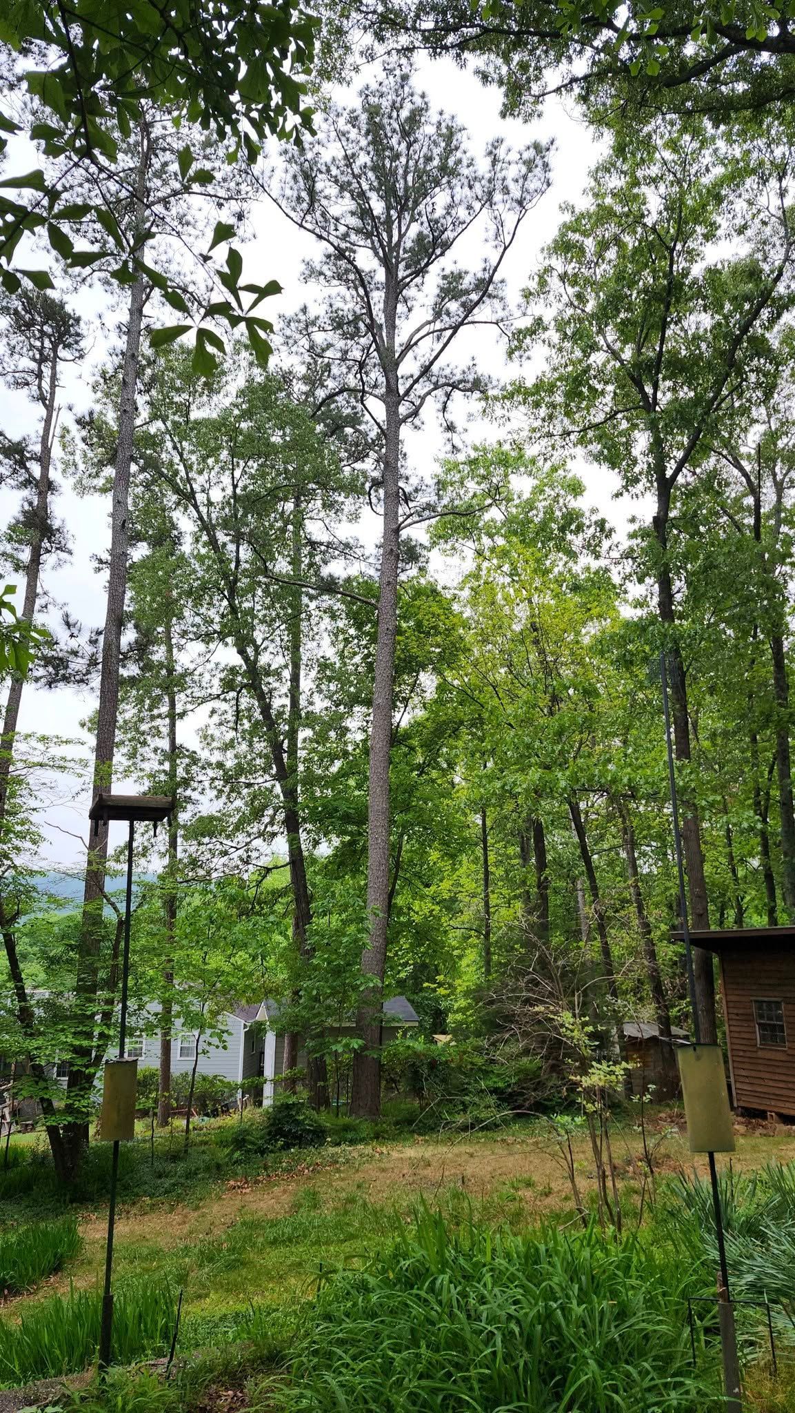 Lush backyard scene with tall trees, greenery, bird feeders, and a small building under a cloudy sky.