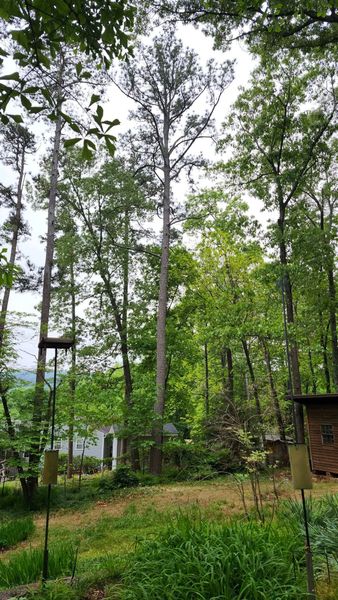Tall trees in a wooded area with a yard, bird feeders, and a small building under a cloudy sky.