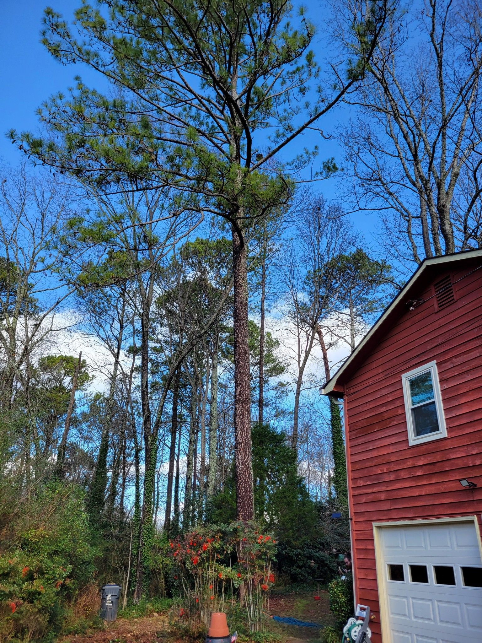Tall pine tree next to a red building with a white garage door, set against a blue sky.